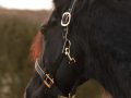 Pearl-Schabracken-Manufaktur-Reithalfter-Stallhalfter-Halfter-Halfter-Set-Nylonhalfter-Gold-Schwarz-Friese-PRE-Biese-6-scaled-e1614416220509