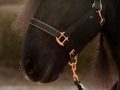 Pearl-Schabracke-Halfter-Halfter-Set-Halfter-Rosegold-Nylonhalfter-Reithalfter-Zaumzeug-Trensenzaum-Zaum-Dressur-Barock-7-scaled-e1614416267839